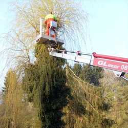 Baumschnitt und Baumfällung